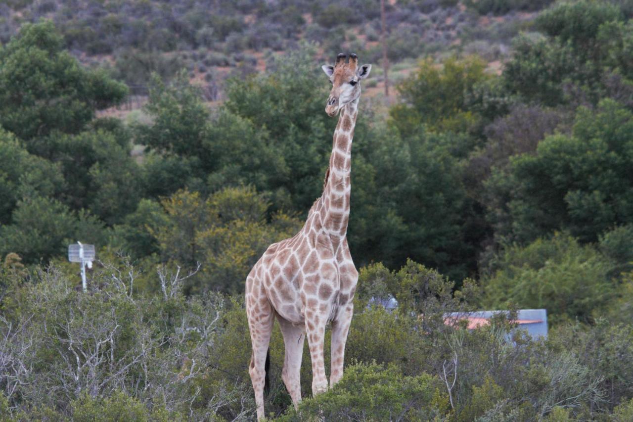 Zwartberg View Mountain Lodge Oudtshoorn Luaran gambar