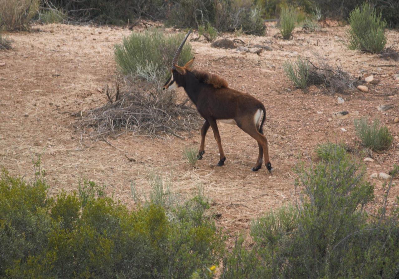 Zwartberg View Mountain Lodge Oudtshoorn Luaran gambar