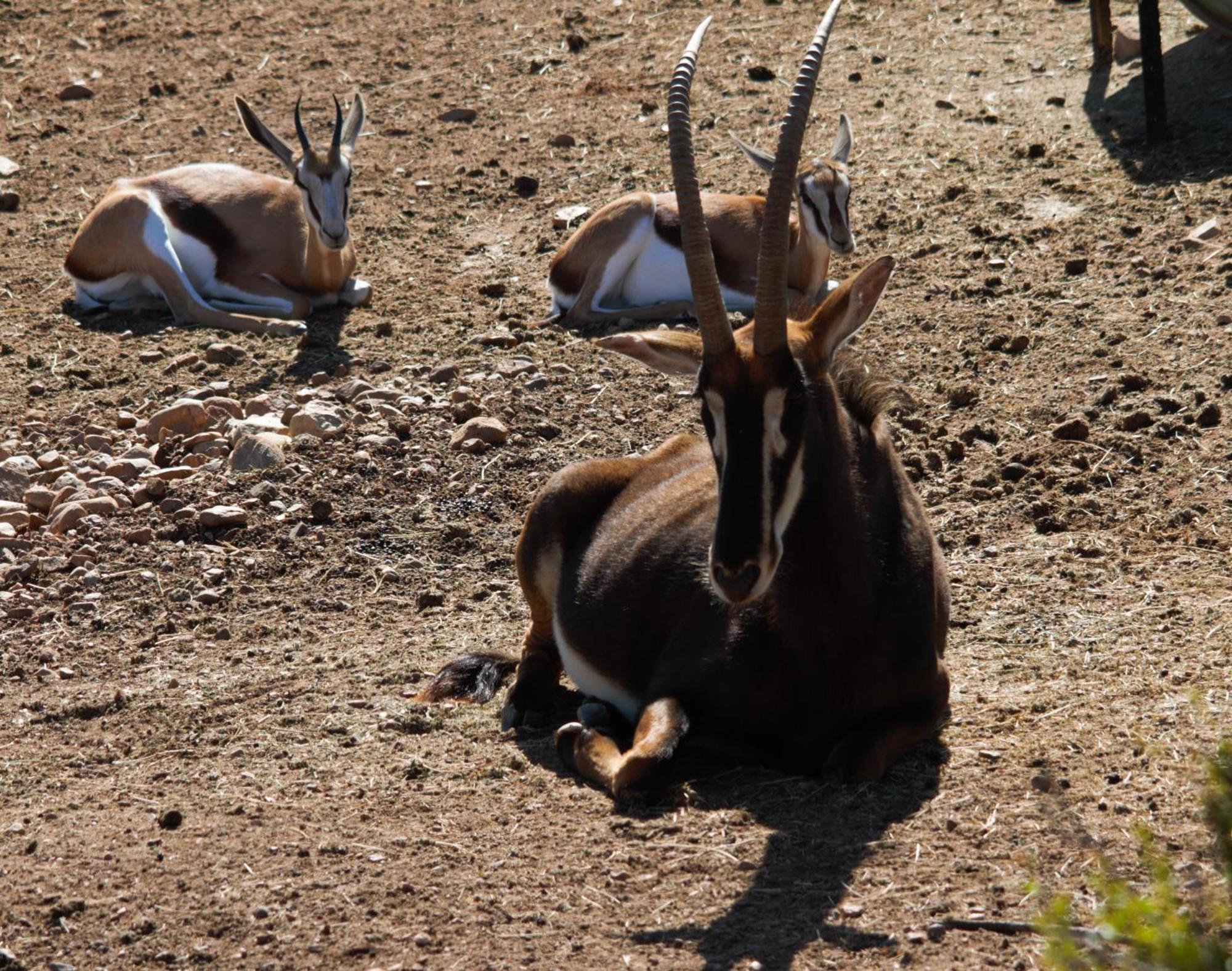 Zwartberg View Mountain Lodge Oudtshoorn Luaran gambar